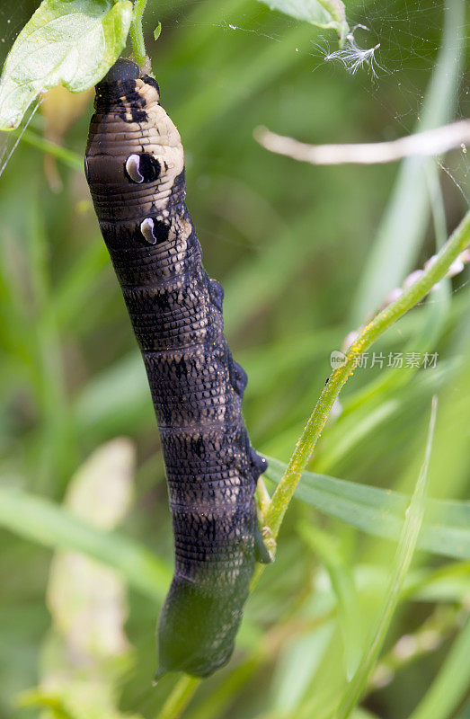 象鹰蛾(Deilephila elpenor)毛虫